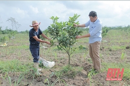 Giải pháp nâng cao hiệu quả sản xuất nông nghiệp ở huyện Thường Xuân