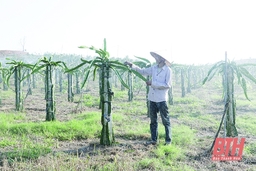 Phát triển cây thanh long trên đất Thanh Hóa