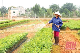 Huyện Triệu Sơn phát triển nông nghiệp sản xuất hàng hóa lớn, công nghệ cao