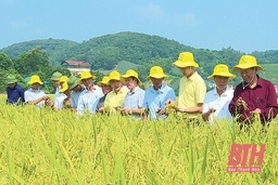 Những người trẻ nặng lòng với cây lúa, hạt gạo quê Thanh