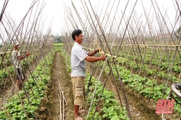 Xây dựng vùng chuyên canh sản xuất nông nghiệp hiệu quả