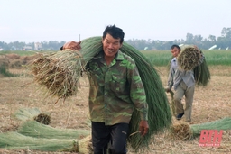 Cói được giá, nông dân Quảng Xương hào hứng vào vụ thu hoạch