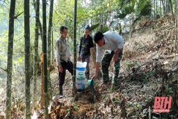 Phát triển bền vững rừng luồng