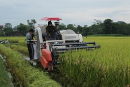 Huyện Vĩnh Lộc tập trung thu hoạch lúa mùa tránh bão Conson