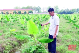 “Xây dựng liên kết vùng trong sản xuất nông nghiệp”: Bài 2 - Liên kết lỏng lẻo, hiệu quả kém