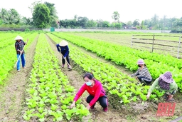 Công nhận các xã đạt chuẩn NTM, NTM nâng cao và NTM kiểu mẫu