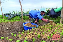 Chủ động phòng, chống rét cho cây trồng, vật nuôi