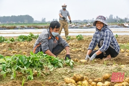 Nông dân Nga Trung thu hoạch khoai tây vụ Đông Xuân