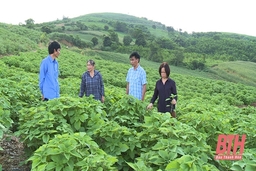 Công văn của Ban Thường vụ Tỉnh ủy Thanh Hóa về lãnh đạo, chỉ đạo phát triển vùng nguyên liệu cây gai xanh