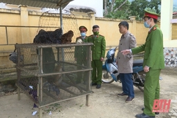 Đấu tranh phòng, chống buôn bán, vận chuyển, tàng trữ động vật hoang dã, quý hiếm