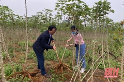 Phát triển cây trồng nguyên liệu ở Ngọc Lặc