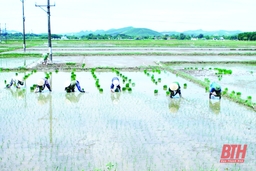 Chủ động phòng, chống hạn cho lúa thu mùa