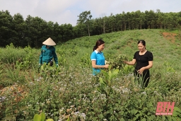 HTX dịch vụ nông dược Núi Vần: Hướng đến sự tử tế trong sản xuất, chế biến