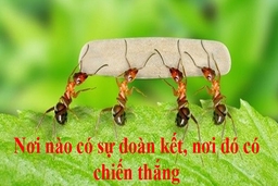 Làm “người tử tế”