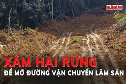 Xâm hại rừng để mở đường vận chuyển lâm sản