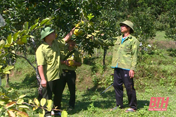 Góp phần để những cánh rừng thêm xanh