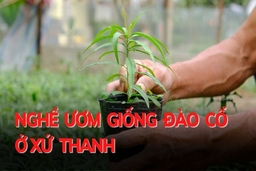 Nghề ươm giống đào cổ ở xứ Thanh