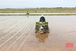 Các địa phương đồng loạt xuống đồng gieo cấy vụ xuân