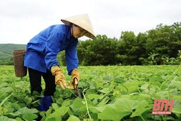 Bảo đảm nguồn rau, quả an toàn sau tết