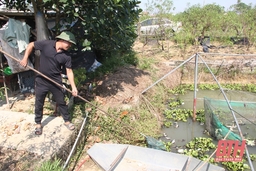 Nhân rộng các mô hình “trên cây trái, dưới ốc nhồi”