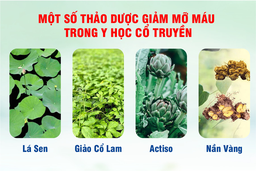 Cẩn trọng khi sử dụng thuốc nam để giảm mỡ máu