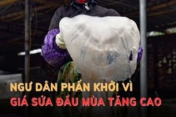 Ngư dân phấn khởi vì giá sứa đầu mùa tăng cao