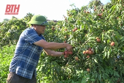 Ngọc Lặc tích tụ ruộng đất phát triển nông nghiệp quy mô lớn