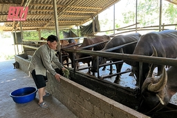 Tăng đàn, tái đàn bảo đảm cung ứng thực phẩm cuối năm