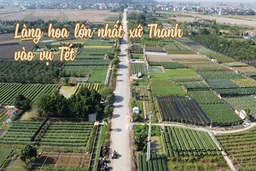 Làng hoa lớn nhất xứ Thanh tất bật vào vụ Tết