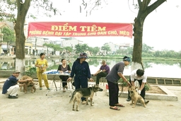 Tổ chức Năm cao điểm thực hiện công tác tiêm vắc xin phòng bệnh Dại cho đàn chó, mèo trên địa bàn tỉnh Thanh Hóa năm 2024