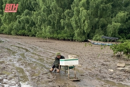 Người dân biển bảo vệ “lá chắn xanh”