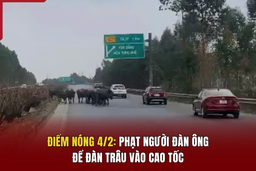 Điểm nóng 4/2:  Phạt người đàn ông để đàn trâu vào cao tốc