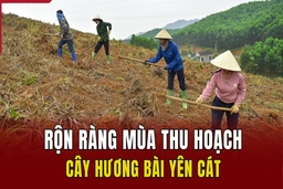 Rộn ràng mùa thu hoạch cây hương bài Yên Cát