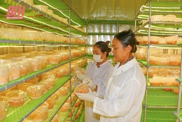 Phát triển nông nghiệp gắn với chuyển đổi xanh