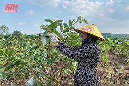 Ứng dụng kỹ thuật cắt ghép cành “trẻ m88 cá cược thể thao trực tuyến” cây ăn quả