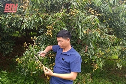 Chàng kỹ sư trẻ làm giàu từ cây trái