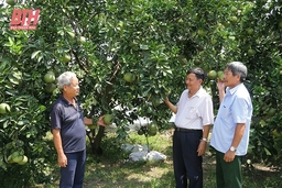 Người cao tuổi nêu gương sáng phát triển kinh tế