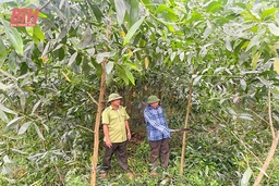 Mở hướng đi mới trong trồng rừng bằng cây nuôi cấy mô