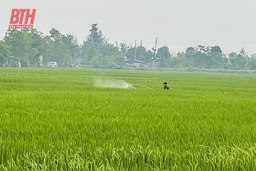 Tập trung thực hiện các biện pháp bảo vệ lúa vụ xuân