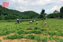 Bảo vệ tài nguyên rừng phòng hộ gắn với nâng cao chất lượng rừng trồng