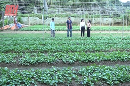 Phát triển vùng sản xuất rau an toàn