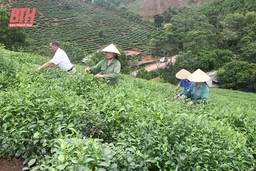 Phát huy tiềm năng, thế mạnh sản phẩm địa dang nhap m88 thông qua HTX