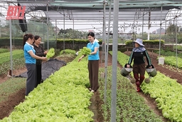 Hiệu quả mô hình HTX liên kết tiêu thụ sản phẩm nông nghiệp