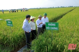 Đánh giá kết quả bước đầu và triển khai chương trình sản xuất lúa giảm phát thải nhà kính tại Thanh Hóa