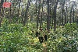 Giữ màu xanh đại ngàn