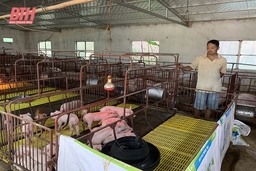 Người dân cẩn trọng tái đàn khi giá lợn hơi tăng cao