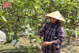 Khơi dậy phong trào làm vườn cho người dân nông thôn