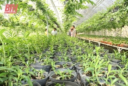 Vườn treo sinh thái siêu lợi nhuận