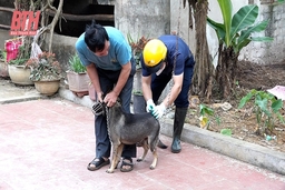 Thạch Thành: Đẩy mạnh tiêm phòng dại cho đàn chó mèo