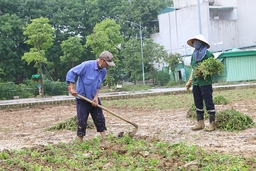 Lặng lẽ làm đẹp phố phường